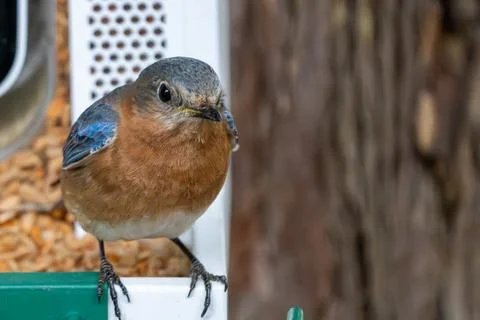 Spring Bluebird Фото