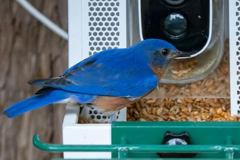 Spring Bluebird Foto stock