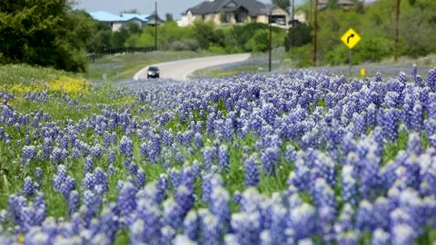 Spring bluebonnets paint the countryside along road Texas Hill Country Stock Footage