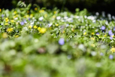 Spring blur bokeh background with beautiful yellow flowers Stock Photos