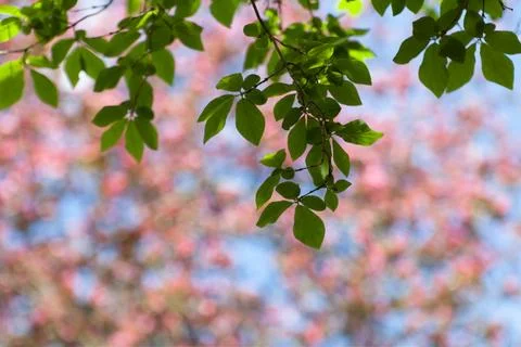 Spring blur bokeh background with green branches Stock Photos