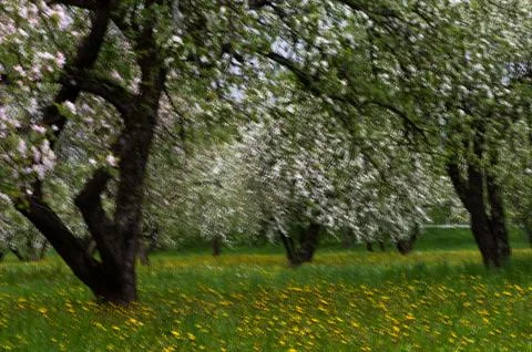 Spring blurred abstract background with a blossoming apple orchard Stock Photos