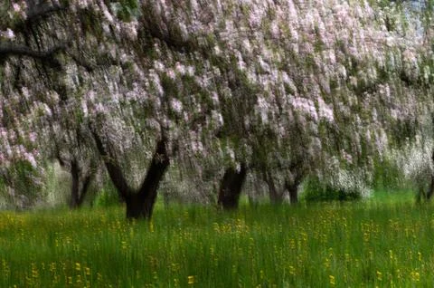 Spring blurred background with a blossoming apple orchard Stock Photos