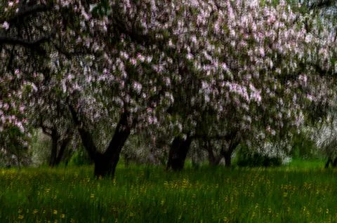 Spring blurred background with a blossoming apple orchard Stock Photos