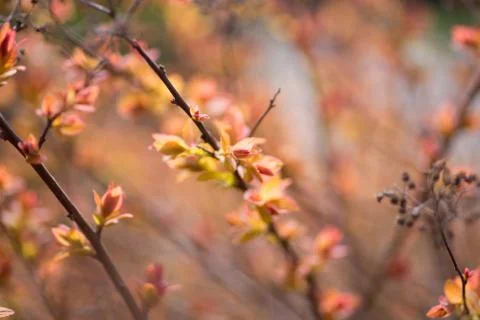 Spring blurred bokeh background Stock Photos