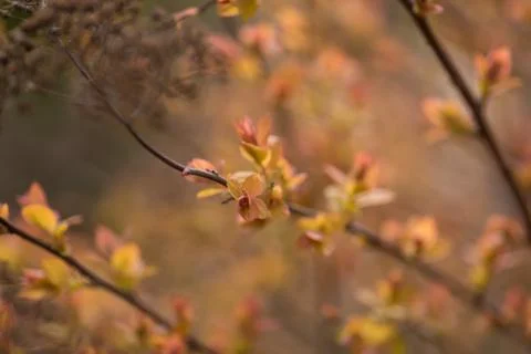 Spring blurred bokeh background Stock Photos