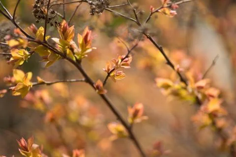 Spring blurred bokeh background Stock Photos