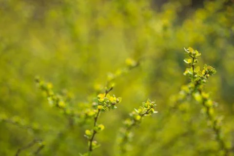 Spring blurred bokeh background Stock Photos