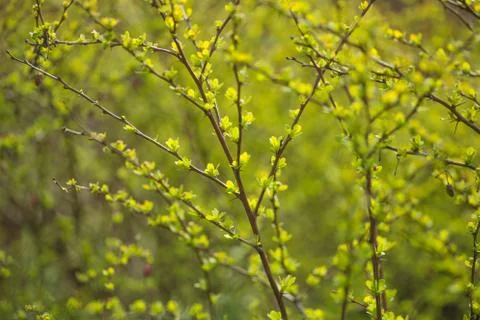 Spring blurred bokeh background Stock Photos