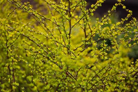 Spring blurred bokeh background Stock Photos