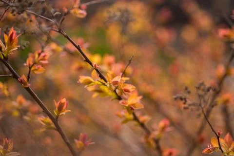 Spring blurred bokeh background Stock Photos