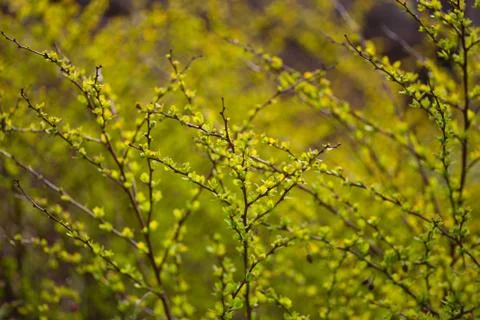 Spring blurred bokeh background Stock Photos