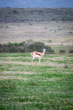 Spring Bok in field Stock Photos