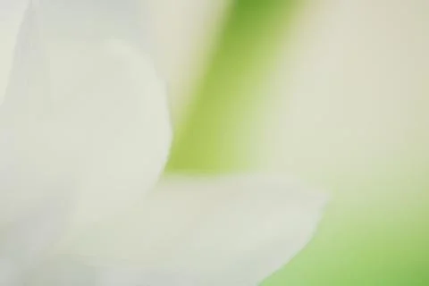 Spring Bokeh light background, glowing backdrop. Defocused Background Stock Photos