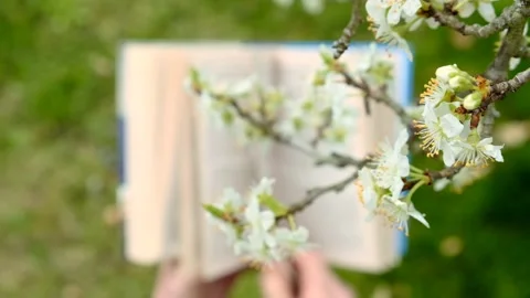 Spring books. Open book in hands and white flowers close-up. Stock Footage 164365226