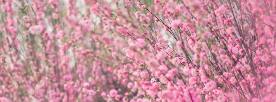 Spring border abstract blured background Springtime. Stock Photos