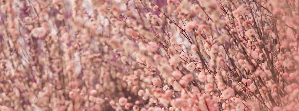 Spring border abstract blured background Springtime. Stock Photos