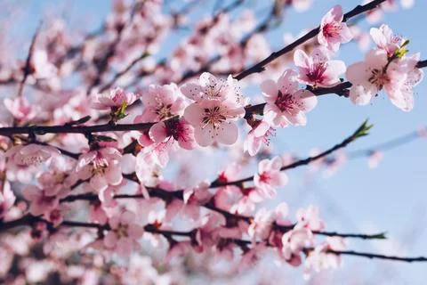 Spring border background with blossom, close-up. Abstract floral spring backg Stock Photos