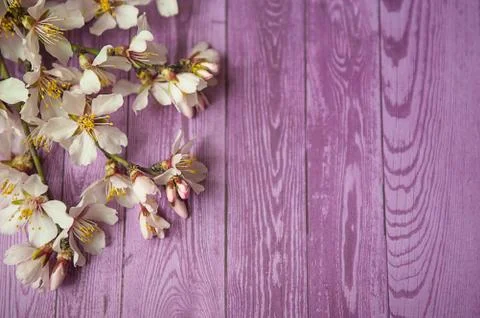 Spring border background with white blossom Stock Photos