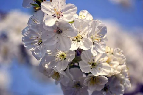 Spring border or background art with white blossom. Beautiful nature scene wi Stock Illustration