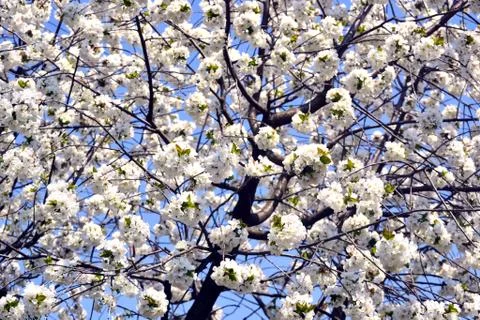 Spring border or background art with white blossom. Beautiful nature scene wi Stock Illustration