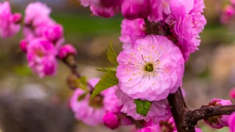 Spring border or background art with pink blossom. Beautiful nature scene wit Stock Photos