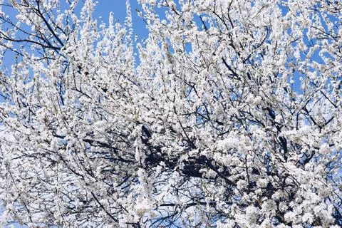 Spring border or background art with pink blossom. Beautiful nature scene wit Stock Photos