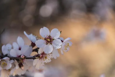 Spring border or background art with pink blossom. Beautiful nature scene with Stock Photos