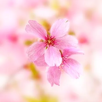 Spring border or background with pink blossom Stock Photos