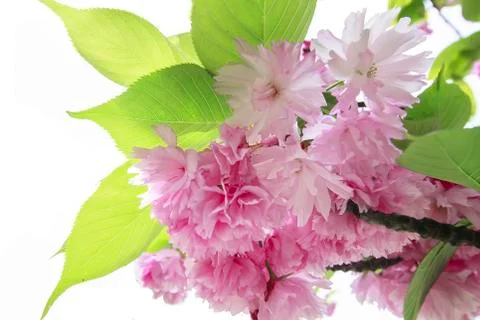 Spring border or background with pink flowers blossom Stock Photos