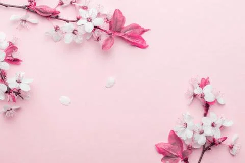 Spring border, spring blossom and April floral nature on pink background. Bra Stock Photos