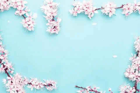 Spring border, spring blossom and April floral nature on blue background. Bra Stock Photos