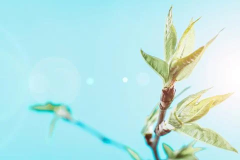 Spring border, spring blossom and April floral nature on blue background. Bra Stock Photos