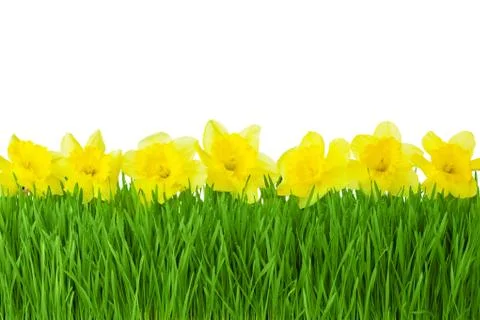 Spring border / yellow daffodils and green grass isolated on white background Stock Photos