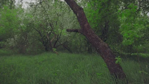 Spring in botanic garden, field with yong fresh leaves of may-lily. Blooming Video stock 75604131