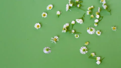 Spring botanical composition with small white flowers and green background Stock Footage 342146982