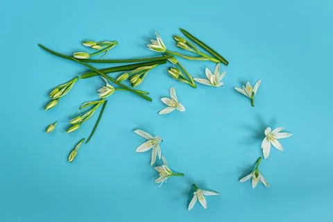 Spring botanical composition with white blooms and light blue surface Stock Photos
