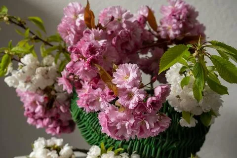 Spring bouquet of cherry tree branches. Cherry blossom Close-up shot. Stock Photos