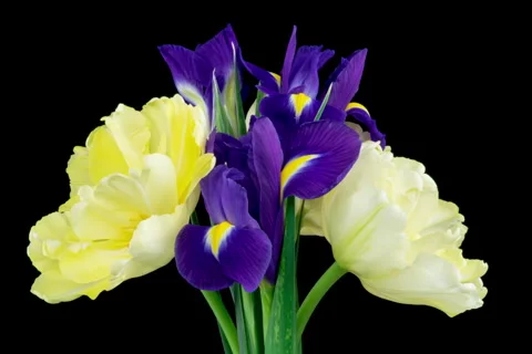 Spring bouquet of Irises, tulips rotates. Yellow and blue flower. Bud close-up Stock Footage 263280457
