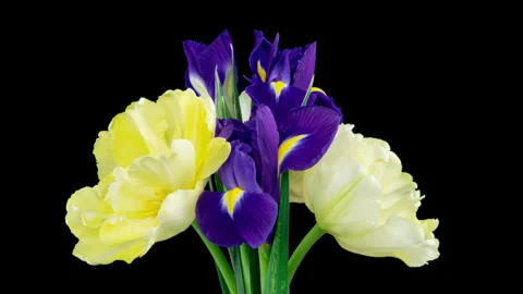 Spring bouquet of Irises, tulips rotates. Yellow and blue flower. Bud close-up Stock Footage 267612467