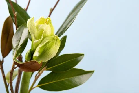 Spring bouquet Stock Photos