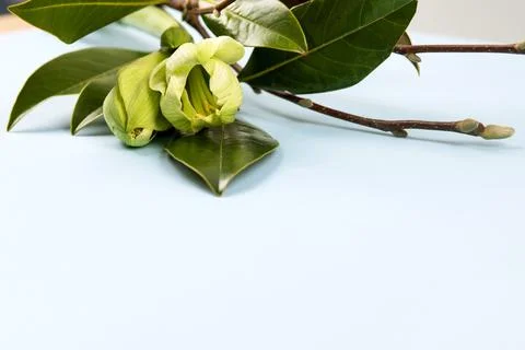 Spring bouquet Stock Photos