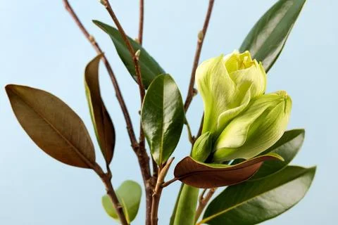 Spring bouquet Stock Photos