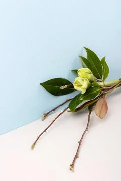 Spring bouquet Stock Photos