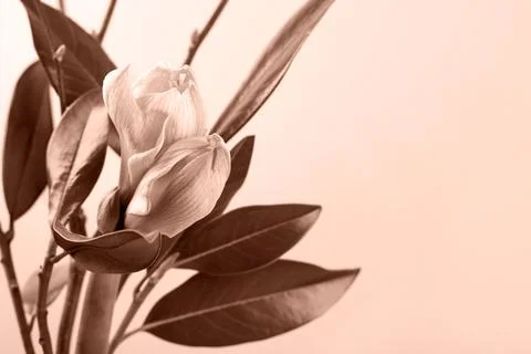Spring bouquet Stock Photos