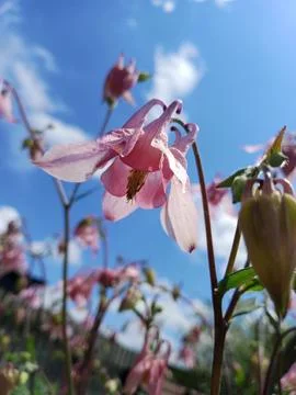 Spring bouquet Stockfoto's