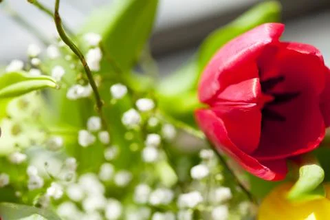 A spring bouquet with tulips Foto stock