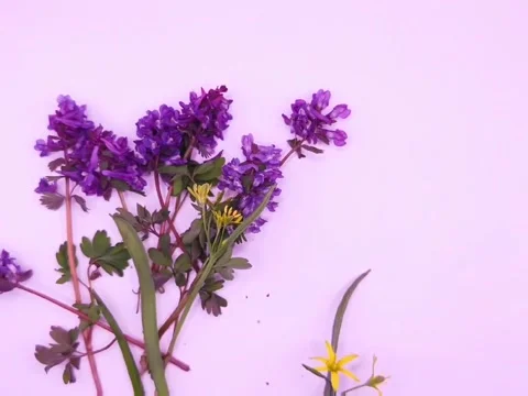 Spring bouquet of wild flowers Stock Footage 331603251