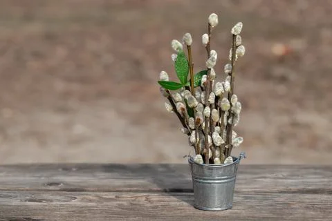 Spring bouquet of willow seals.The concept of spring, warming, awakening of.. Stock Photos
