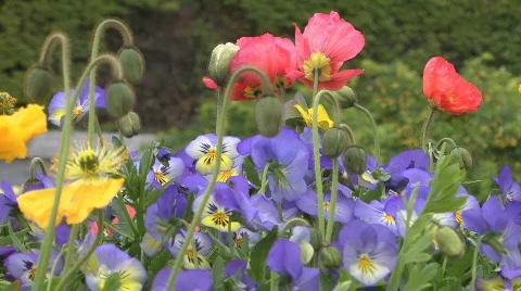 Spring Bouquett  Video stock 751215